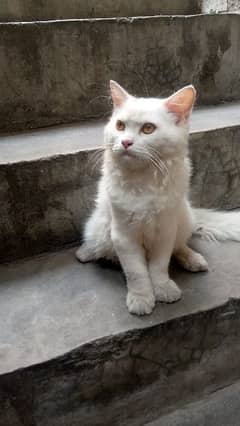 Persion Cat Best Price Available