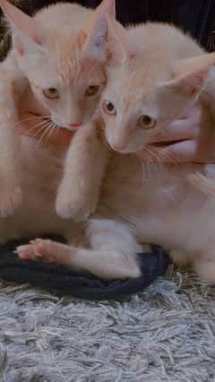 Cute Kittens