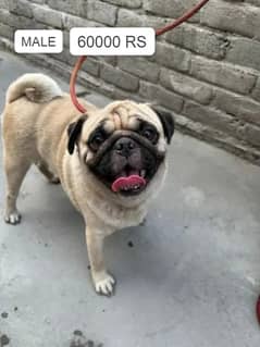 pug pair for sale | pug male | pug female