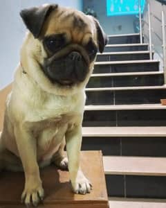 PUG breed DOG Pedigree available for sale