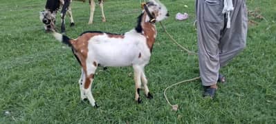 Goat for sale