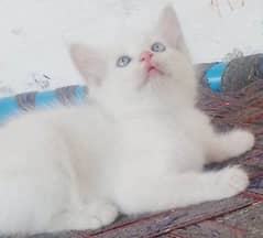Persian White kitten
