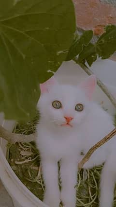 CUTE WHITE KITTEN FOR SALE!!