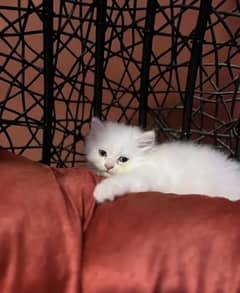 white or fawn kittens pair top quality