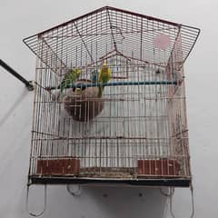 budgies 4 piece with cage