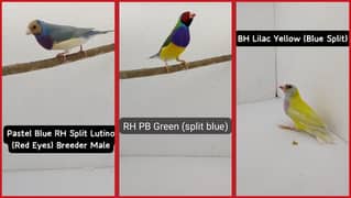 3 Gouldian extra male for sale