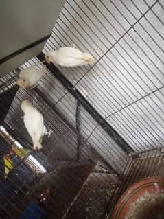 Cage and lovebirds albino reds, common luttino, decino, B2/ino