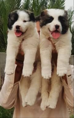 alabai security dog 2 month pair for sale heavy bone