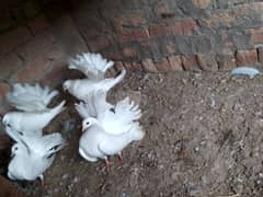 English faintail pigeons