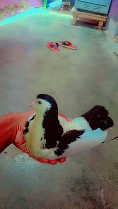 Hi I am selling my sherezi pair with chicks eik Sherazi female 1 male