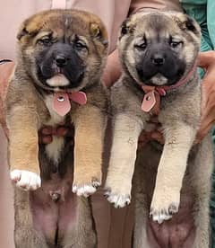 Kurdish Kangal security dog 2 month pair for sale heavy bone