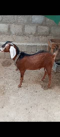 bakra