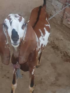 Betal / Goat / Bakri / goat for sale