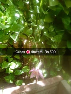 one plants ,Rs 500