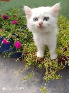 cute kitten