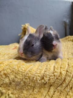 baby rabbits/bunnies.