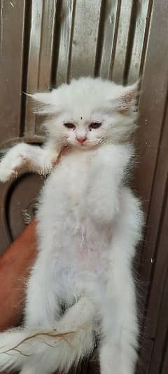 7 fluffy kittens available male female both