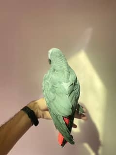 African Grey Parrot for sale in good condition