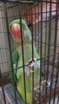 Alexandrine Raw Female Parrot for sale