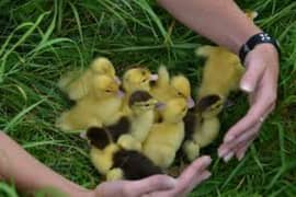 ducklings 350 each delivery possible