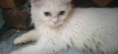 Persian / Cat / Kitten / Tripple / Coated / Doll face