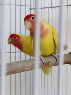 love birds albino green fisheries peach face lotion and echo irons