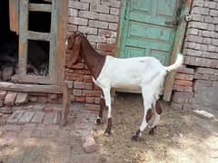 2 dant bakri or kheeri pathi for sale 03052593845