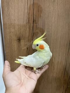 Semi tamed Cockatiels for sale