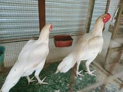 Heera pair bharmi crose