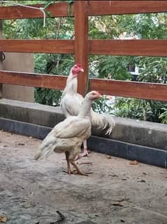 Aseel Heera Hen for sale