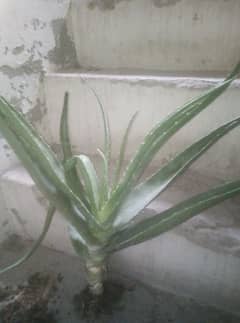 Ali era plant