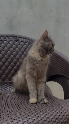 persian cat with three kitten for sale