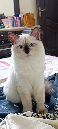 Siamese cat for Sale age 6 months, male