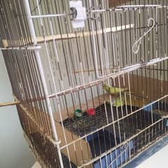 budgie pair with cage