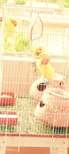 selling my love birds 0