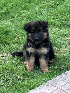 GSD Male Puppy