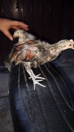 onagadori chicks | long tail chick |