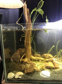 Planted aquarium with fish. Brand new setup