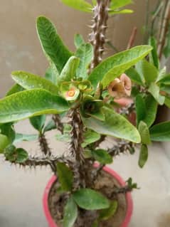 crown of Thorns (Euphorbia)