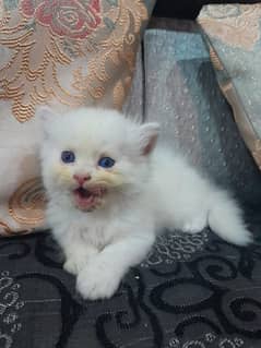 persion kittens avb triple coated ha 2months age 0