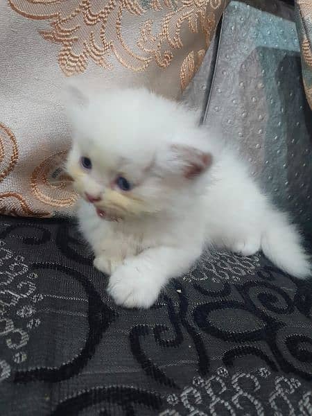 persion kittens avb triple coated ha 2months age 1