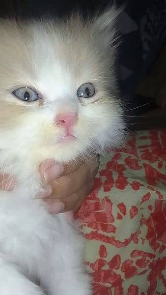 persion kittens avb triple coated ha 2months age 3