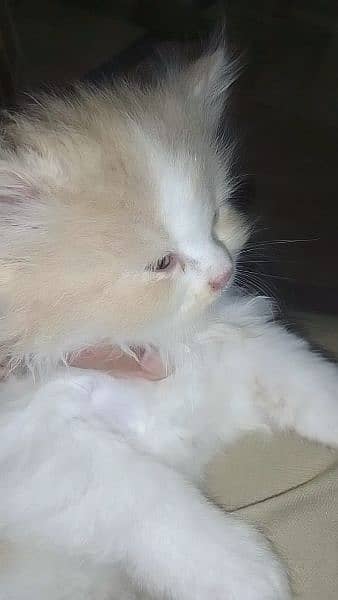 persion kittens avb triple coated ha 2months age 4