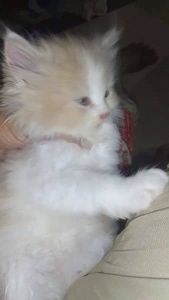 persion kittens avb triple coated ha 2months age 5