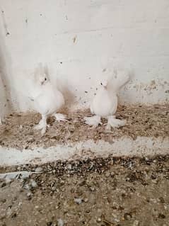 leakhy Pigeon for sale