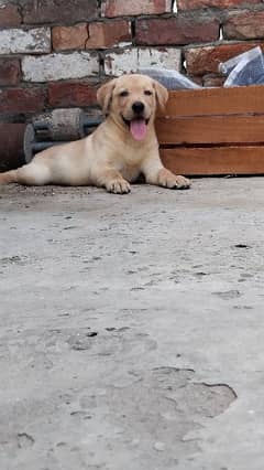 Labrador Female Puppy For Sale 03221755833