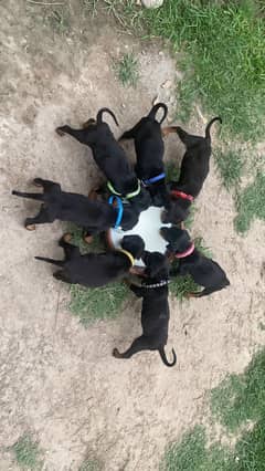 Doberman Puppies for Sale