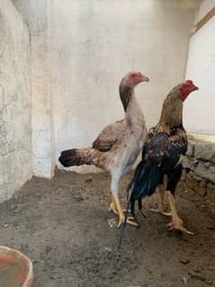 ASEEL CHICKS AND PAIR for sale