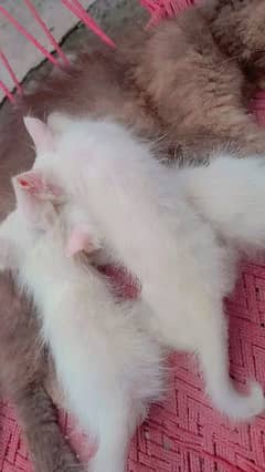 double coat kitten for sale