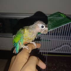 conure chick for sale with cage